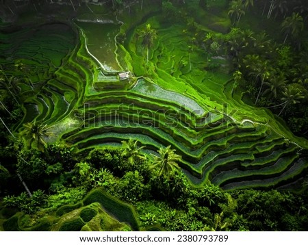 Aerial view of beautiful Tegallalang Rice Terrace surrounded by tropical forest in Gianyar, Bali, Indonesia. Balinese Rural scene, paddy terrace garden in a village with morning sunlight and mist. Royalty-Free Stock Photo #2380793789
