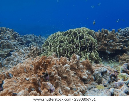 Underwater in The Seychelles - Astove Island marine life