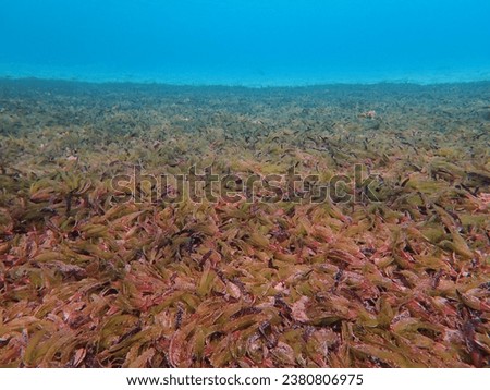 Underwater in The Seychelles - Astove Island marine life