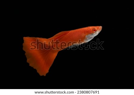 Full red fancy guppy fish isolated on black background. Albino full red guppy male big tail big dorsal.
