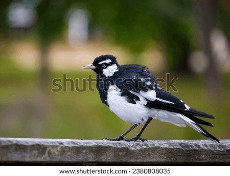 A friendly black and white Magpie-lark (Grallina cyanoleuca) an Australian bird with pee-o-wit' cry called Pee Wee , Murray magpie or Mudlark, looks for food on a late morning in late spring. Royalty-Free Stock Photo #2380808035