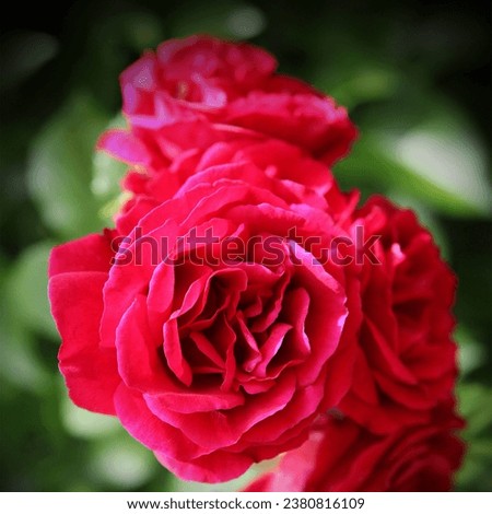 Red beautiful roses and green leaves, blooming flowers, floral image, love motif, natural background for text