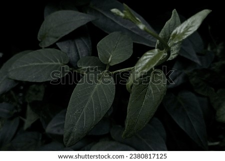 vines or green leaf for background