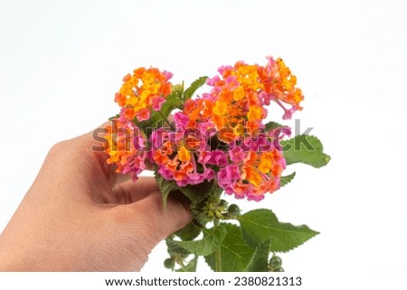 Lantana plants can be either low-growing ground cover or taller shrubs, depending on the species and cultivar.