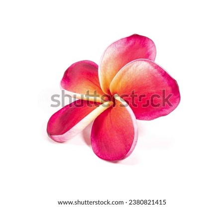 plumeria or frangipani flowers isolated on white background.