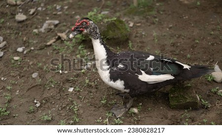 ENTOCK OR DUCKS THAT ARE LOOKING FOR FOOD AROUND THE YARD OF THE HOUSE ARE MALE