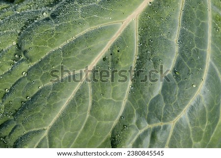 water drops on fresh cabbage leaf