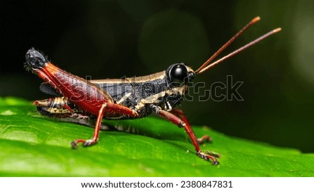 black and red grasshopper on green leaf
