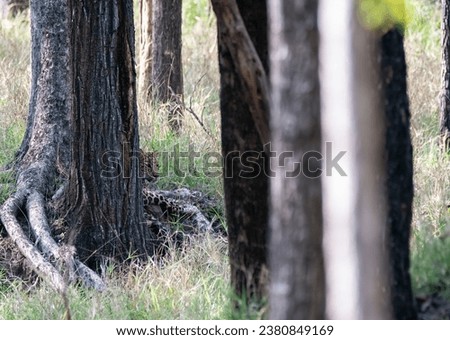 A leopard hiding from view behind a tree inside Pench Tiger Reserve in Madhya Pradesh during a wildlife safari