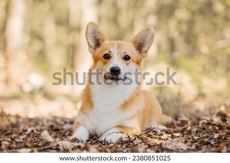 Pembroke Welsh Corgi Young dog outdoors Royalty-Free Stock Photo #2380851025
