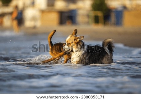 Pembroke Welsh Corgi playing with a dog on the beach