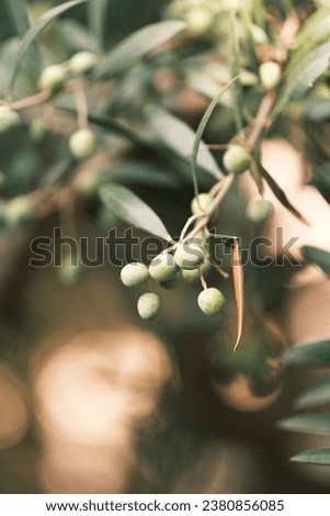 Olive branch with olives with the background out of focus.