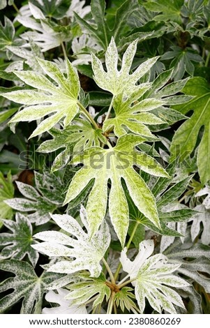 Closeup of the palmate exotic white speckled green variegated leaves of the outdoor garden and indoor plant fatsia japonica spider's web. Royalty-Free Stock Photo #2380860269