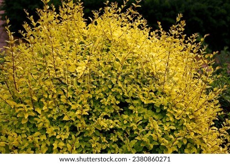 Closeup of the golden yellow glossy leaves of the garden hedge plant ligustrum undulatum lemon lime and clippers. Royalty-Free Stock Photo #2380860271
