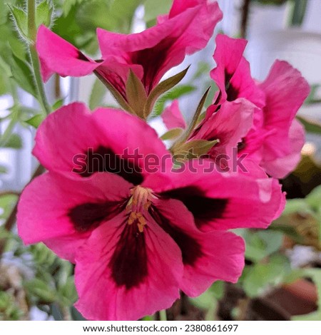 pink geraniums flowers photo image background wallpaper natural texture 