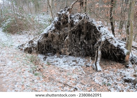in the forest a tree trunk with root lies on the frozen ground