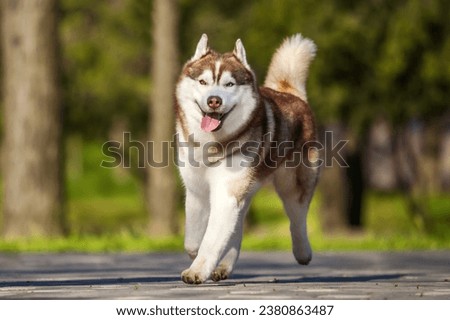 Siberian Husky red male outdoors Royalty-Free Stock Photo #2380863487
