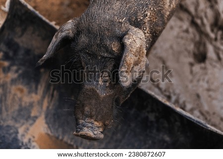 Close up household black pig