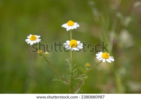 Daisies in a meadow shot in a sunny day Royalty-Free Stock Photo #2380880987