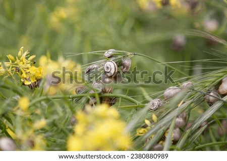 Daisies in a meadow shot in a sunny day Royalty-Free Stock Photo #2380880989