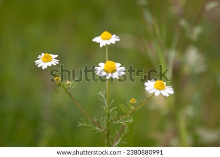 Daisies in a meadow shot in a sunny day Royalty-Free Stock Photo #2380880991