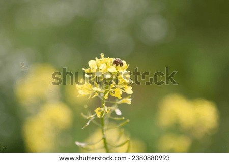 Daisies in a meadow shot in a sunny day Royalty-Free Stock Photo #2380880993
