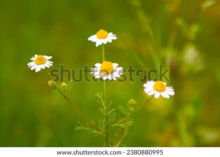 Daisies in a meadow shot in a sunny day Royalty-Free Stock Photo #2380880995