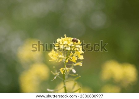 Daisies in a meadow shot in a sunny day Royalty-Free Stock Photo #2380880997
