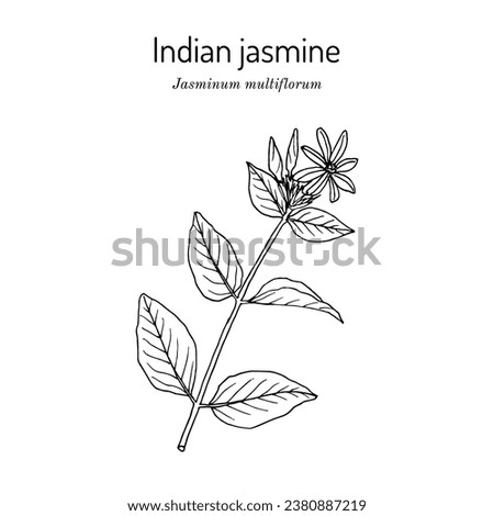 Star jasmine (Jasminum multiflorum), ornamental and medicinal plant. Botanical hand drawn vector illustration Royalty-Free Stock Photo #2380887219