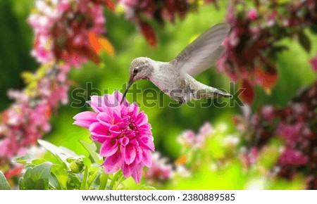 ural background and a small blue bird perched on a branch with a small moss tree, covered in the forest by water against the yellow light of the background of the spring morning sun
Robin - Erithacus 