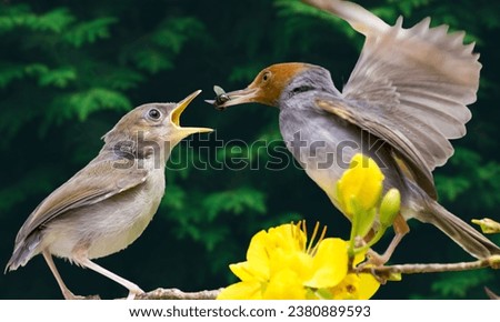 ural background and a small blue bird perched on a branch with a small moss tree, covered in the forest by water against the yellow light of the background of the spring morning sun
Robin - Erithacus 