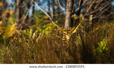 Golden hour in the Landes of Gascogne forest. It reveals the opulent flora with all these ferns and heather flowers