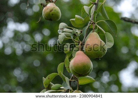 Pears on the branches of a tree in the garden.