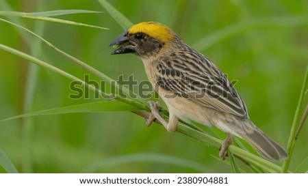 Nature wildlife image of Baya weaver bird standing on grass at paddy field Royalty-Free Stock Photo #2380904881