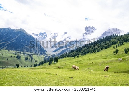 Landscapes of Kashmir Valley, India, captured during Kashmir Great Lakes trek. Royalty-Free Stock Photo #2380911741
