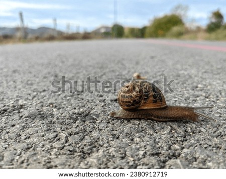 Brown snail with shell, crawling on the concrete ground. Blurry small baby snail in the bakground. Slow motion. Sunny day, landsape.	Gastropoda. Mollusca. Royalty-Free Stock Photo #2380912719