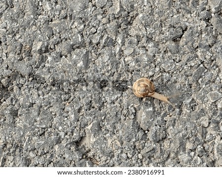 Small baby snail, crawling  on the concrete  ground. Wet trails.  Gastropoda Mollusca. Spiral shell, light brown. Slow motion. Royalty-Free Stock Photo #2380916991