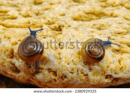 Glass snail (Oxychilus translucidus) a species of small land snail, a terrestrial pulmonate gastropod mollusk in the family Oxychilidae, the glass snails Royalty-Free Stock Photo #2380929335