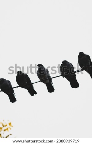silhouettes of pigeons on a wire against a light sky background