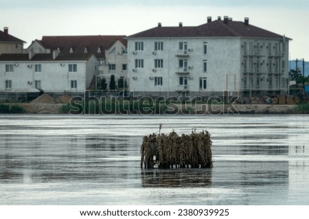 Lake wetlands and cottage village (dacha). The photographer-animalist (photo hunter) arranged a hide in the middle of the lake for photo-hunting (wildlife photography). Egrets feed on the shore