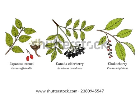 Collection of edible and medicinal plants. Hand drawn botanical vector illustration Royalty-Free Stock Photo #2380945547