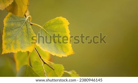 Green birch leaves with a yellow border on a natural, blurred background. Soft focus
