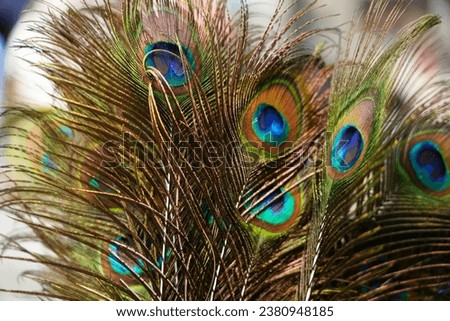 Beautiful peacock feathers in the outdoor