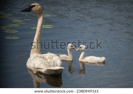 trumpeter swan with cygnets in water