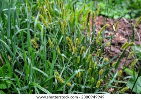 Setaria grows in the field.Setaria viridis is a species of grass, green foxtail, green bristlegrass, and wild foxtail millet.