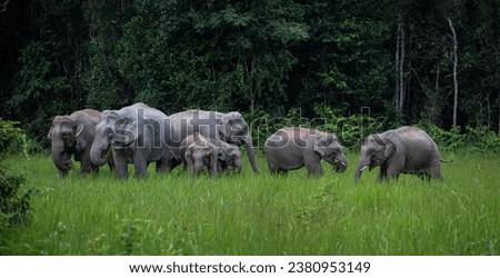 A herd of wild elephants come out to feed on the grasslands on the big hills.