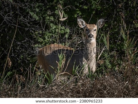 The picture captures a graceful deer standing amidst a patch of dried grass. The deer, with alert ears and bright eyes, seems to be looking straight at the camera. Its face is illuminated, showing off