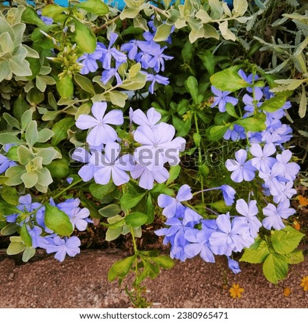 Cape pig or Plumbago auriculata  is a flowering plant in Thailand garden.