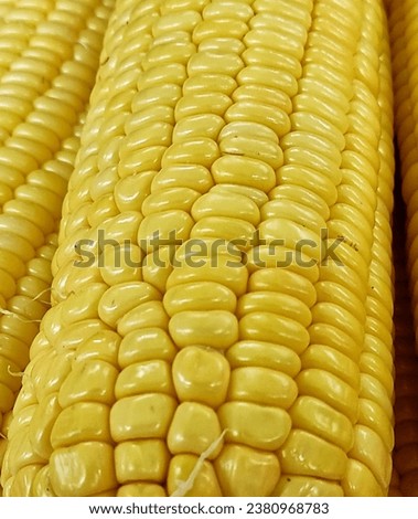 Close up picture of fresh yellow corn with its kernels lining up pattern