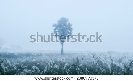 Indian village field in fog weather in early morning Royalty-Free Stock Photo #2380990379